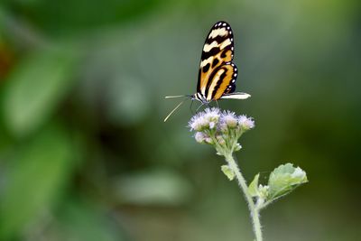 Close-up of butterfly pollinating on flower