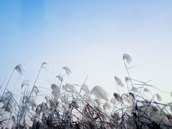 Close-up of plants growing on field against clear sky