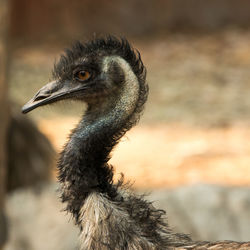 Close-up of a bird