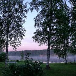 Trees on grassy field