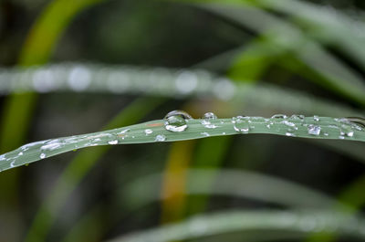 Close-up of water drops on plant