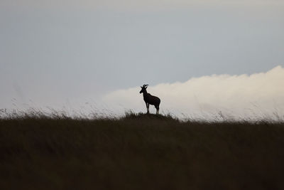 Topi in silhouette on a hill in masai mara