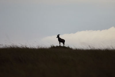 Silhouette dog standing on field against sky