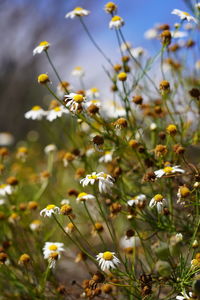 Close-up of yellow flowering plants