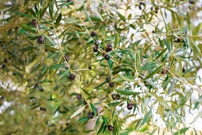 Close-up of fruit growing on tree