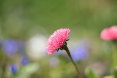 Close-up of pink flower