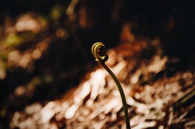 Close-up of spiral fern growing at forest