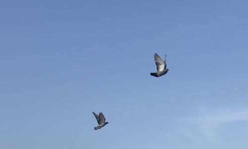 Low angle view of seagull flying