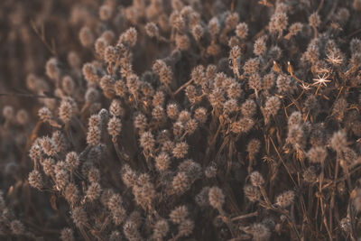 Full frame shot of plants