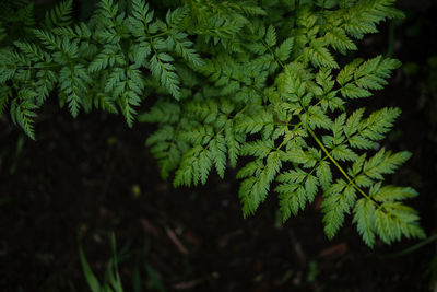 Close-up of green leaves