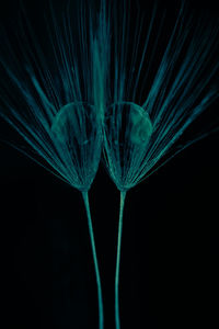 Close-up of blue flowering plant against black background