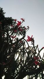 Low angle view of red flower tree against clear sky
