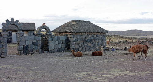 View of an animal on field against sky
