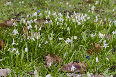 Close-up of fresh white flowers in field