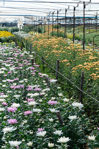 Flowering plants growing in greenhouse