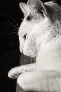 Close-up of cat looking away