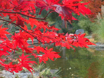 Close-up of red maple leaves on tree