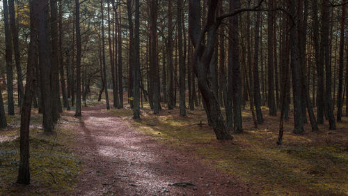 Trees growing in forest