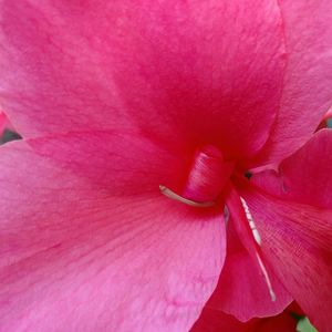 Macro shot of pink flower blooming outdoors