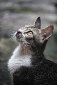 Close-up of a cat looking away