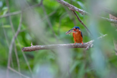 Bird perching on a branch