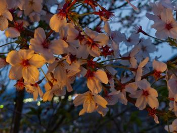 Close-up of cherry blossoms in spring