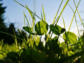 Close-up of plants growing on field