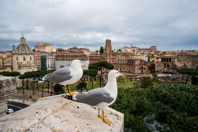 Seagulls perching on retaining wall against sky