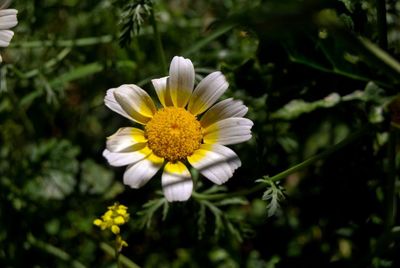 Close-up of white daisy flower