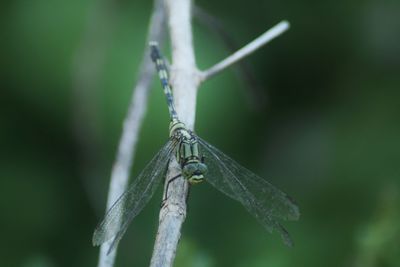 Close-up of insect on leaf