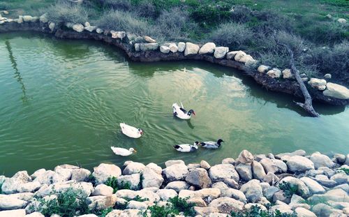 High angle view of swans swimming in lake