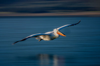 Bird flying against sky