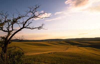 Scenic view of agricultural field against sky during sunset