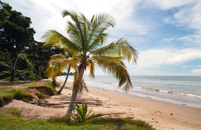 Palm trees on beach against sky