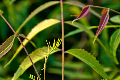 plant
