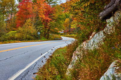 Road amidst trees