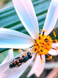 Close-up of butterfly pollinating on flower