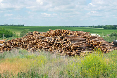 Outdoor industry storage of logs on the background of summer green field