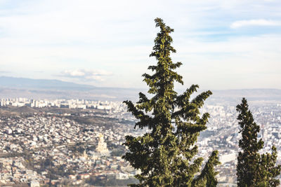 Pine tree in city against sky