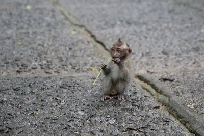 Young monkey eating twig on wet footpath