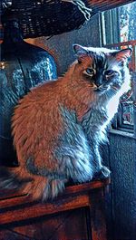 Close-up of cat