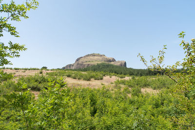 Scenic view of agricultural field against clear sky