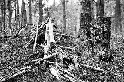 Old ruin in forest