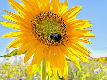 Close-up of insect on sunflower