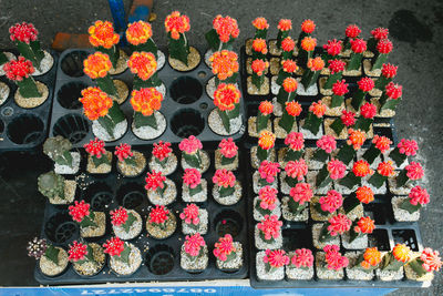 High angle view of various flowers for sale