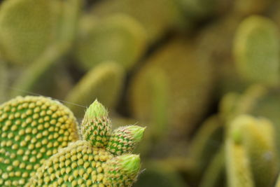 Close-up of fresh green leaf