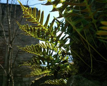 Close-up of fern leaves on tree