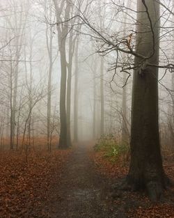 Trees in forest during winter