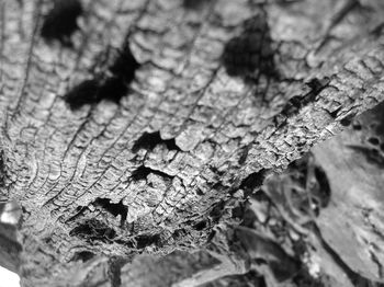 Close-up of tree stump