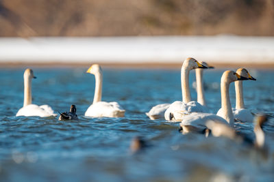 wildlife